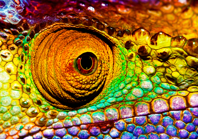 Photo of colorful reptilian eye, closeup head part of chameleon, multicolor scaly skin of lizard, african animal, beautiful exotic iguana, wild nature, fauna of rainforest